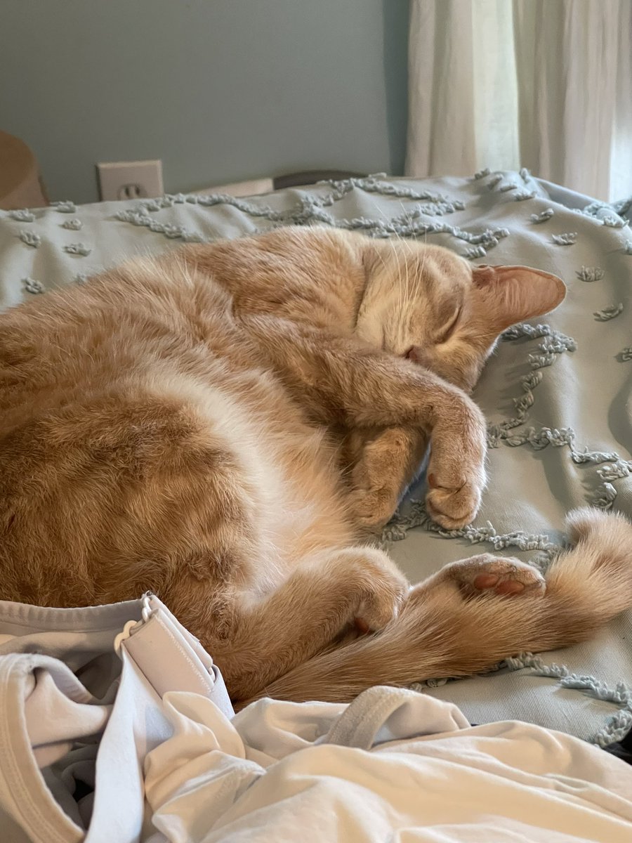 Can we talk for a minute about cute my cat is?