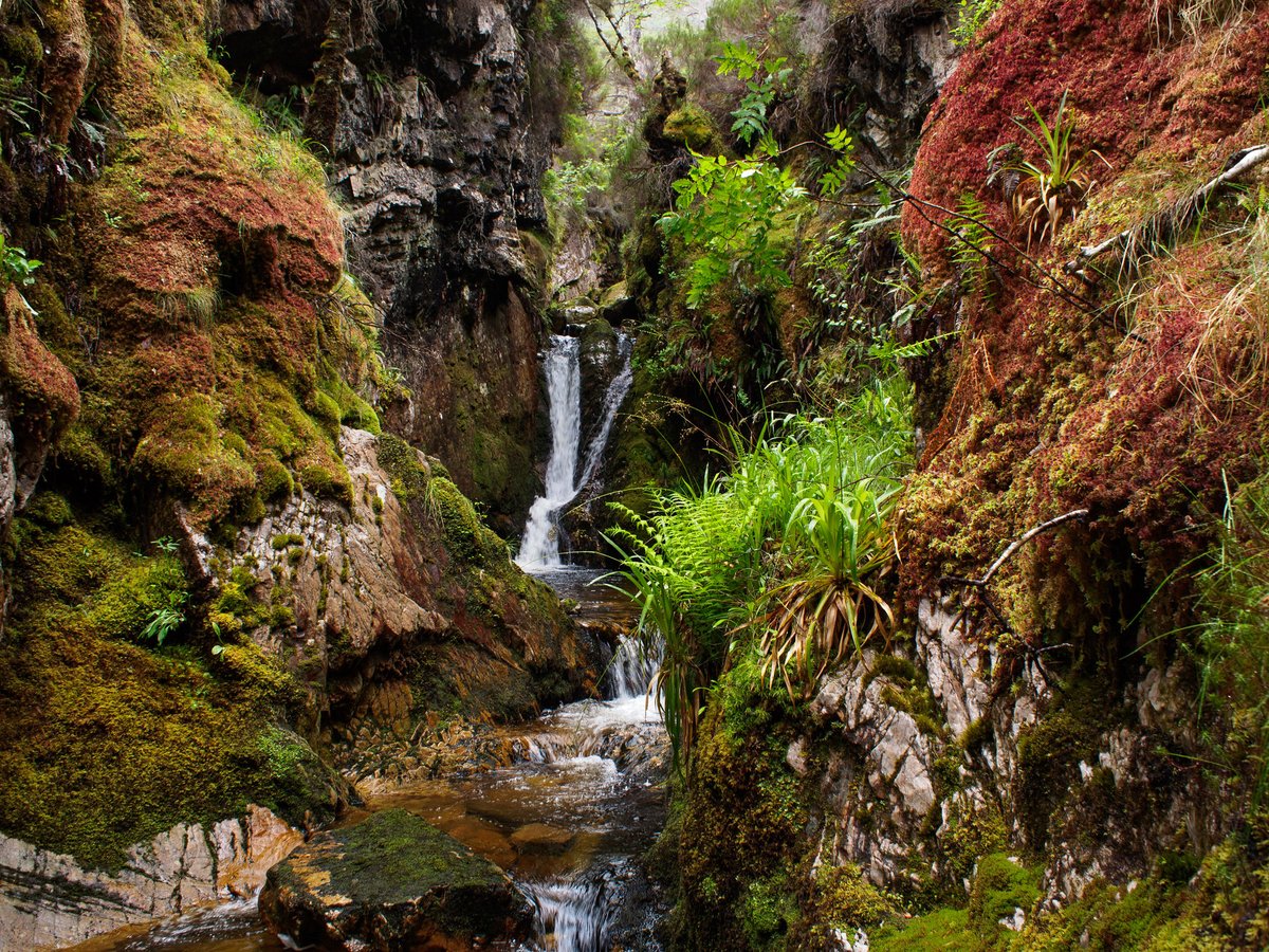 It's #WorldRainforestDay! Please help us celebrate by spreading the word about Scotland’s rainforest! If more people know we have a rainforest, they can join the fight to protect it! #ScotlandsRainforest 📷 Stan Phillips savingscotlandsrainforest.org.uk