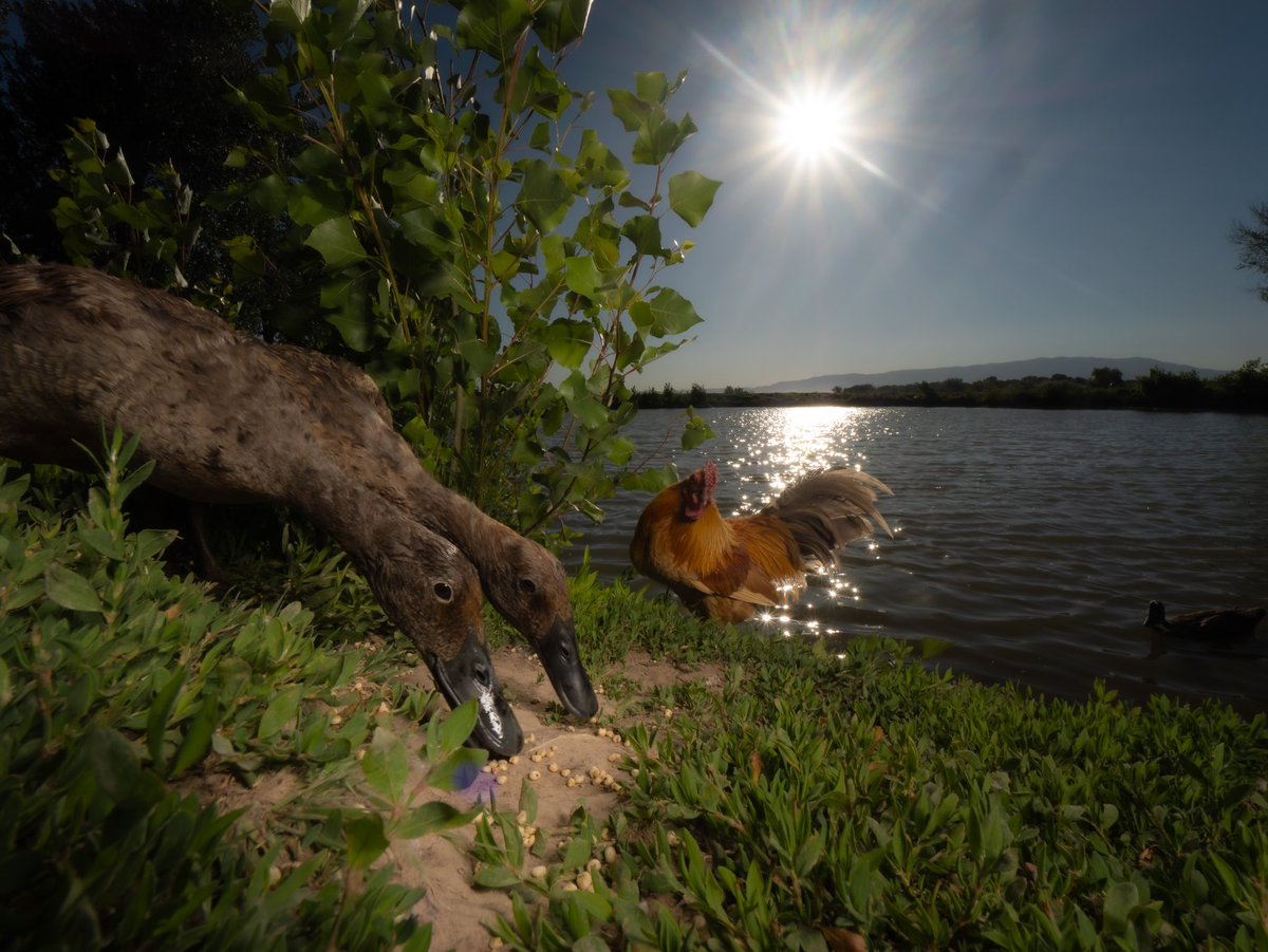 DuckFoodBot's tweet photo. Upon the pond where ripples touch, in tender joy, lies much,
Feeding ducks beneath the sun, in each seed, happiness is sprung.
In every toss, joy awakes, in these moments, life partakes.

(retweet to send a treat https://t.co/bCx4zPeNUf) https://t.co/Lo7BPC1XAP