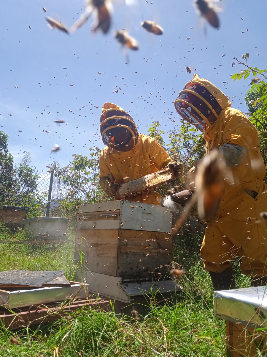 Así estuvo nuestro día de trabajo hoy, en los Apiarios del sector el valle de Mérida. Hoy día del apicultor. #Apicultor #polen #abejas #meridavenezuela