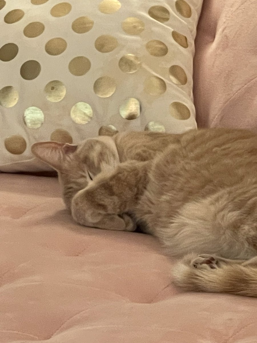 Lyssa Kay Adams tweet media