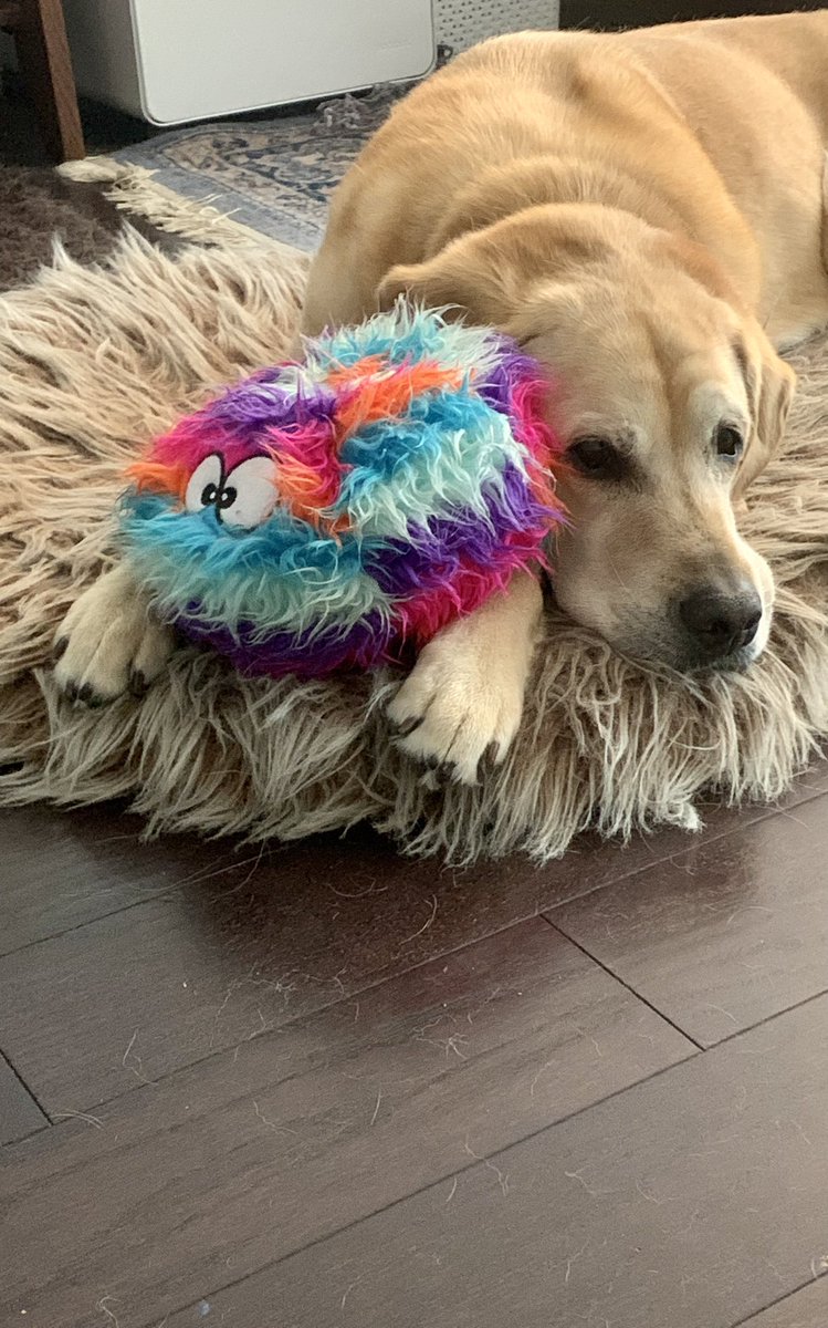 CanineOrgDog's tweet photo. @Chewy This is Cassius. He is a sweet and happily working service dog, he is obsessed with carrying keys and mail. The only toy he will play with is his goDog Furballz Chew Guard Squeaky Plush. https://t.co/ahGKYGrf8b