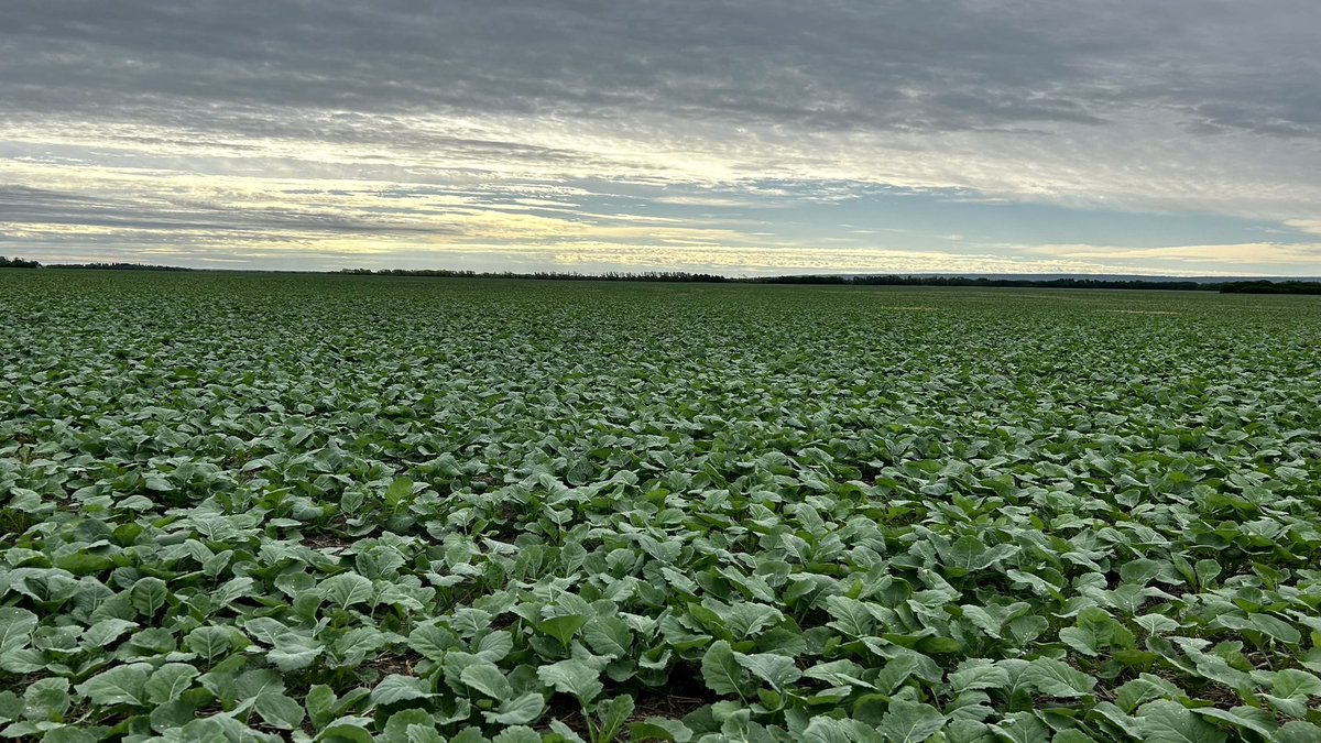 Tyler Betcher tweet media