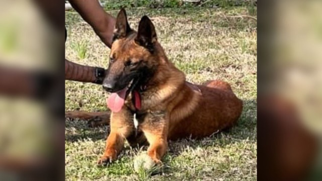 🚨Updates on Chase
‘We need to find Chase’: Group looks for answers in disappearance of Chapmanville K9
😟K9s belog to us and our hearts belog to them💙
wowktv.com/news/west-virg…
<a href="/WOWK13News/">WOWK 13 News</a>
#ThinBlueLine #K9 #dog #police #WaronDrugs #dogsoftwitter #OPLive #OnPatrolLive