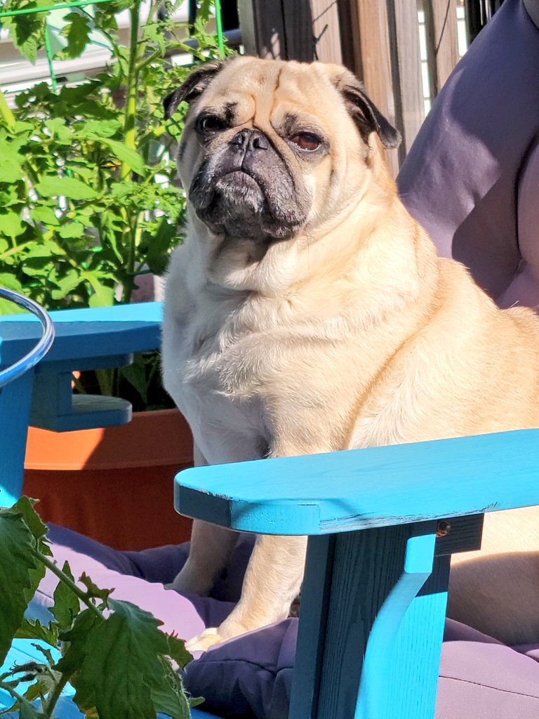 Orange enjoying the #FirstDayOfSummer sunshine 🌞 on his and Dexter's chair 😉😄