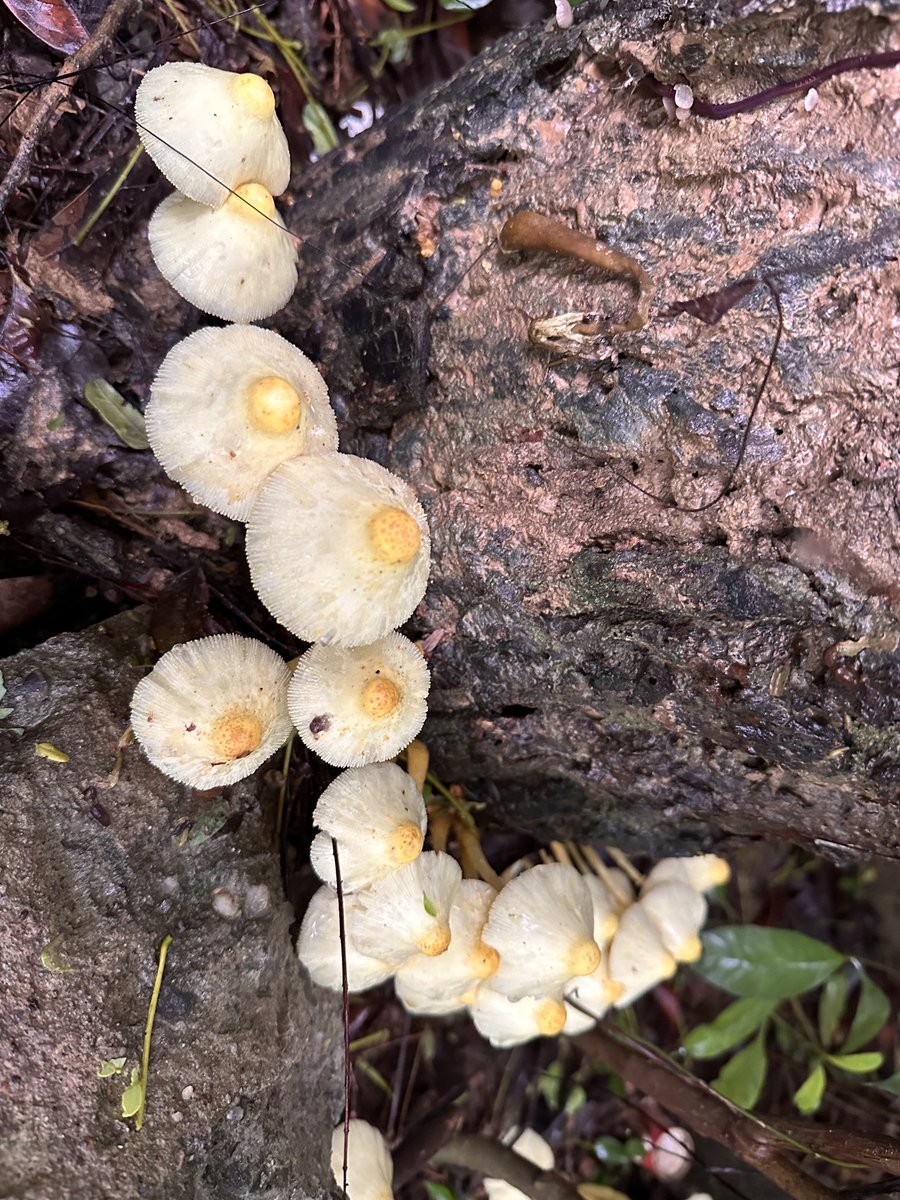 #Ecology #Fungi #Fungus #Mushroom #mygarden