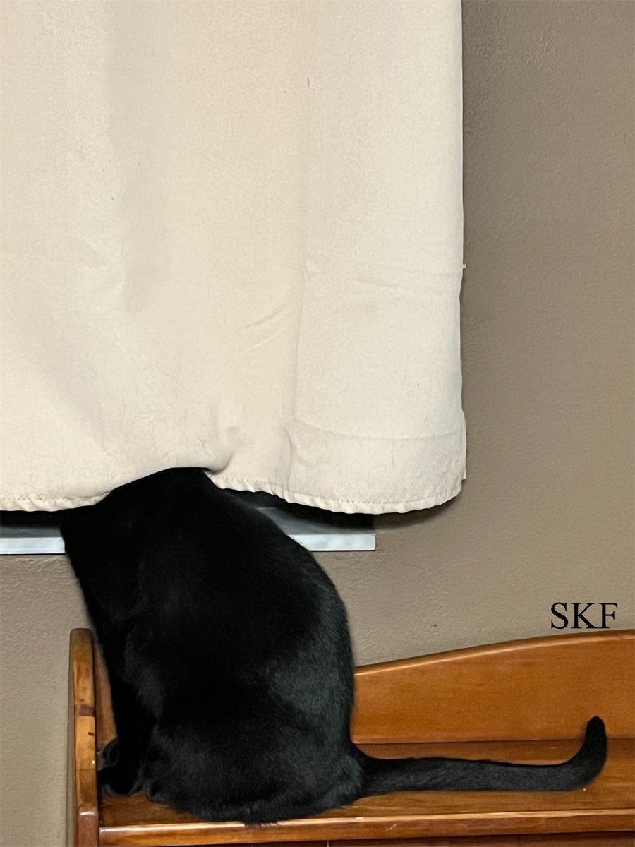 SkittlesFriends's tweet photo. Sabre: Rest Easy and Sleep Well tonight my Furrends, 
The Sabre Security System is activated and on guard.
👮‍♂️🏡🌌
#CatsofTwtter 
#Panfur 
#SecurityOfficer 
#DDDDC https://t.co/RKdaA8bq49