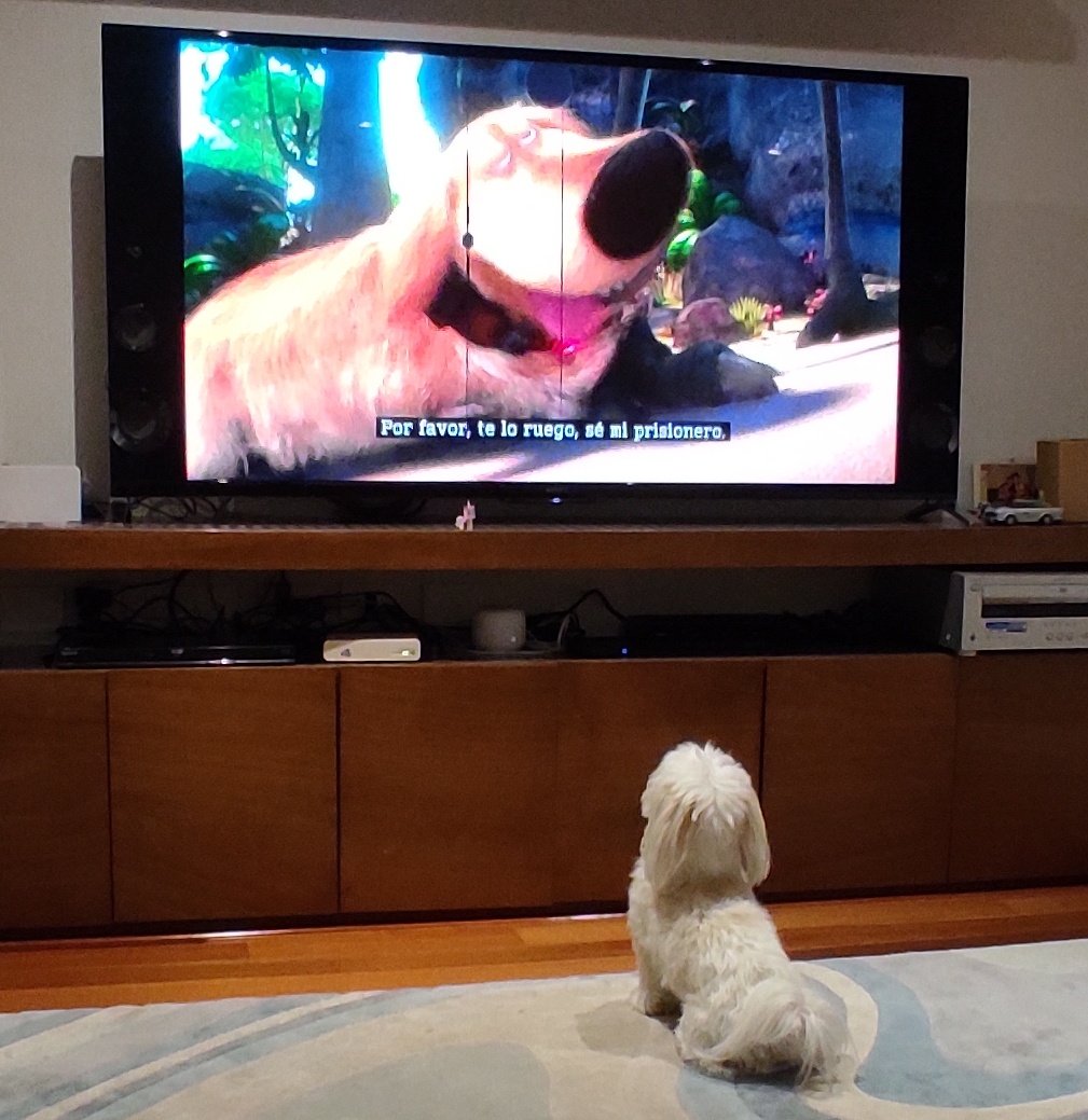 Cuando tú perro está feliz viendo cada escena de la película... #Milú #bichónMaltes #amorperruno