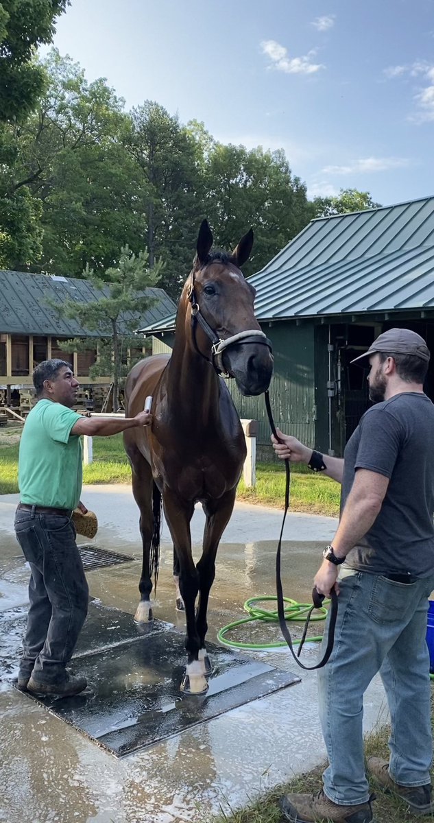 #LadyMilagro settling in at #Saratoga !! Morning bathtime! So happy to have <a href="/Saratogafilly/">Mary Lou Doyle</a> to visit and give Lady lots of carrots 🥕 mints and Love !! <a href="/RockyTimeFarm/">Rocky Time Farm LLC</a> <a href="/alfonsito09/">Victor Rivera</a> <a href="/TrainerCMartin/">Carlos martin</a> #ThankYou