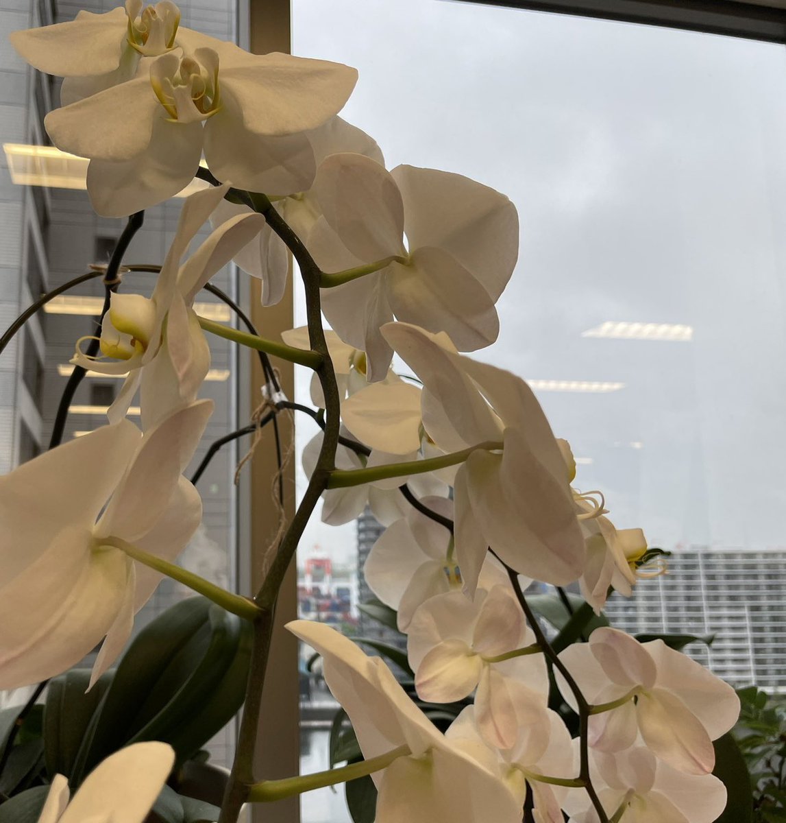 おはようございます！
現在の品川区の天気はくもり☁️

#オフィスの胡蝶蘭の成長日記✏️
本日は本社にて体験会があります💪🔥
楽しみにお待ちしております✨

本日もよろしくお願い致します！🙇‍♀️

#企業公式が毎朝地元の天気を言い合う 
#企業公式相互フォロー #企業公式春のフォロー祭り #相互フォロー