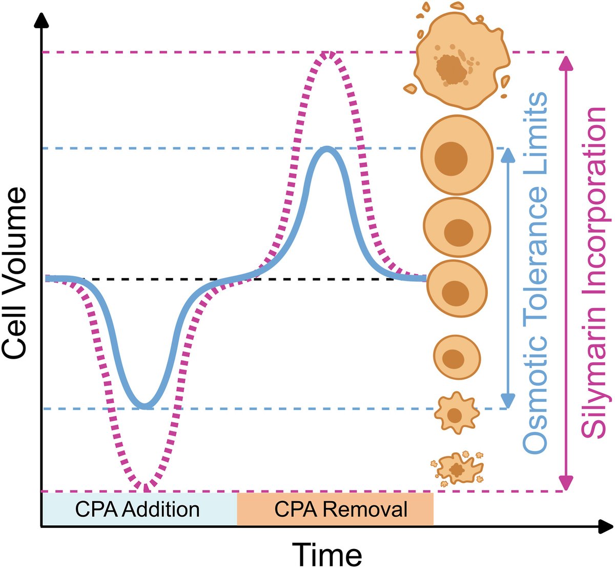 Our latest publication is out! 🎉<a href="/cryomath/">James Benson</a>
Silymarin mediated osmotic responses and damage in HepG2 cell suspensions and monolayers.
authors.elsevier.com/c/1hHde2ZLBvsN0