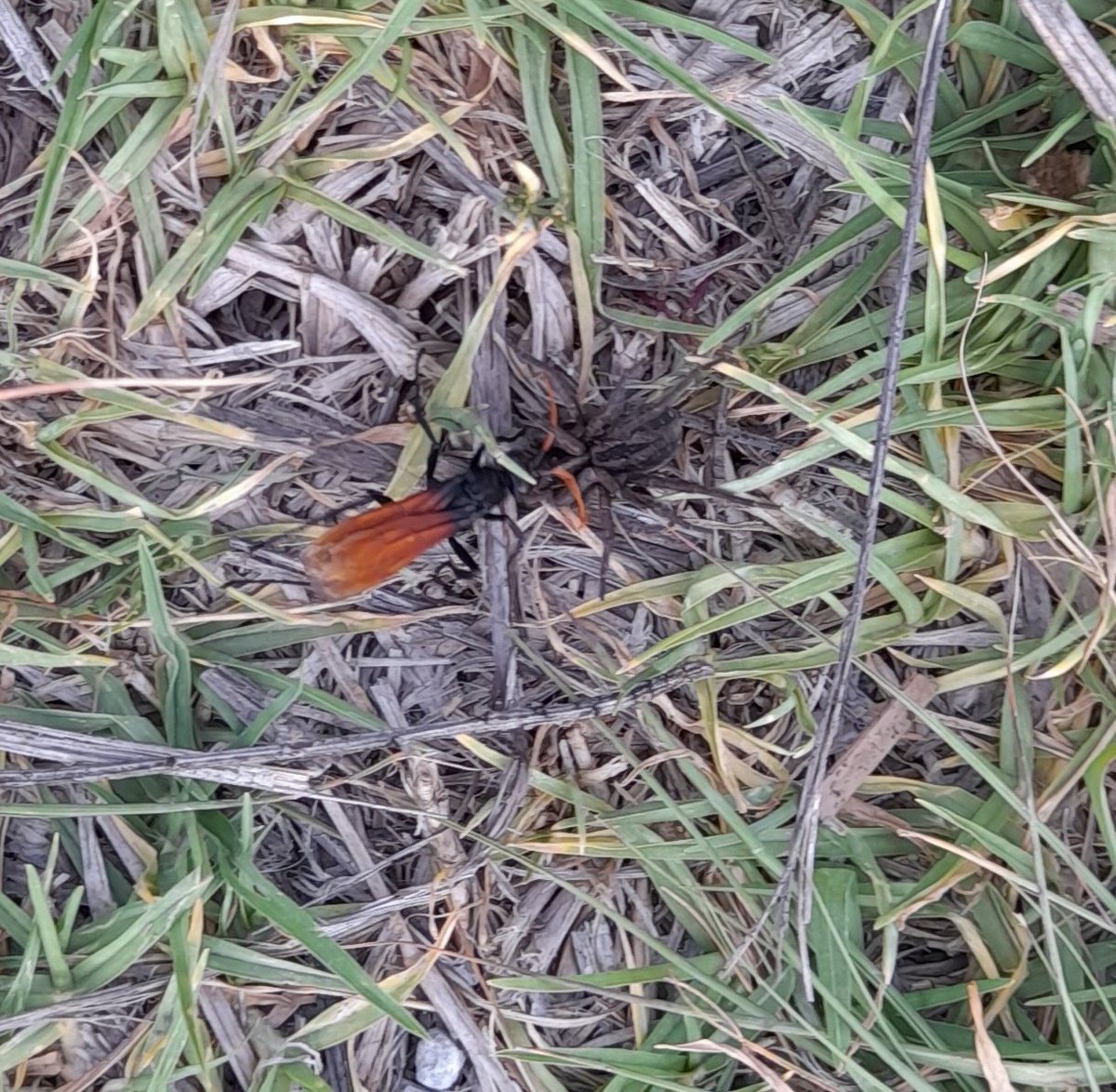 RHuertera's tweet photo. Auxilio! Alguien me puede qué bicho es ese? Jamás lo había visto y debe de ser muy fregón para comerse una araña de ese tamaño. (3-4cms aprox)  @BichoDatos me puedes ayudar a identificarlo y saber si es peligroso? Loc. Estado de México, zona norte. https://t.co/GY6mlD0V53