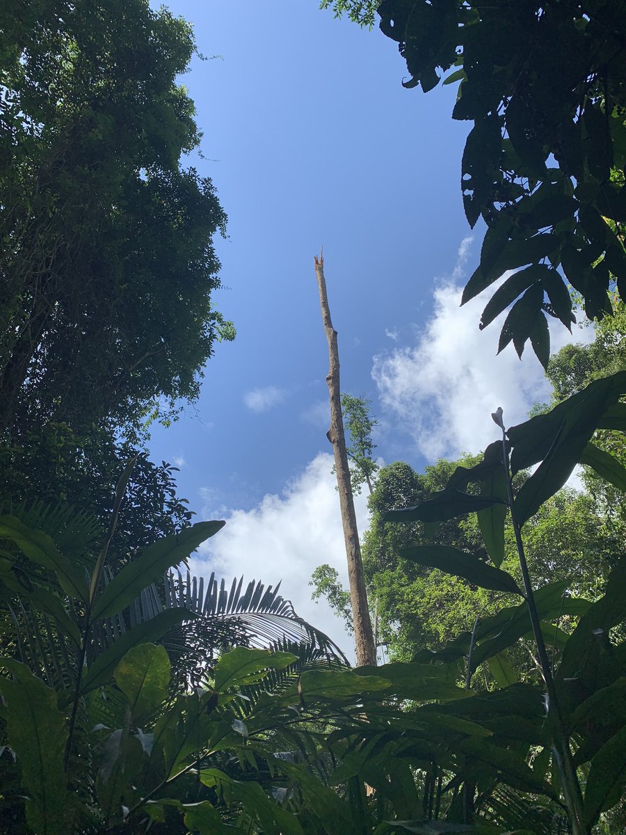 bkkdude's tweet image. Some pics from yesterday’s hike. Didn’t take that many, mostly just enjoying the nature. #khaoyai