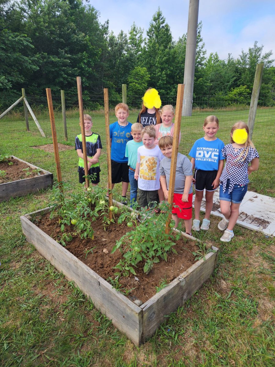 Vanleer Elementary summer child care is gardening this summer. Look at those tomatoes!
