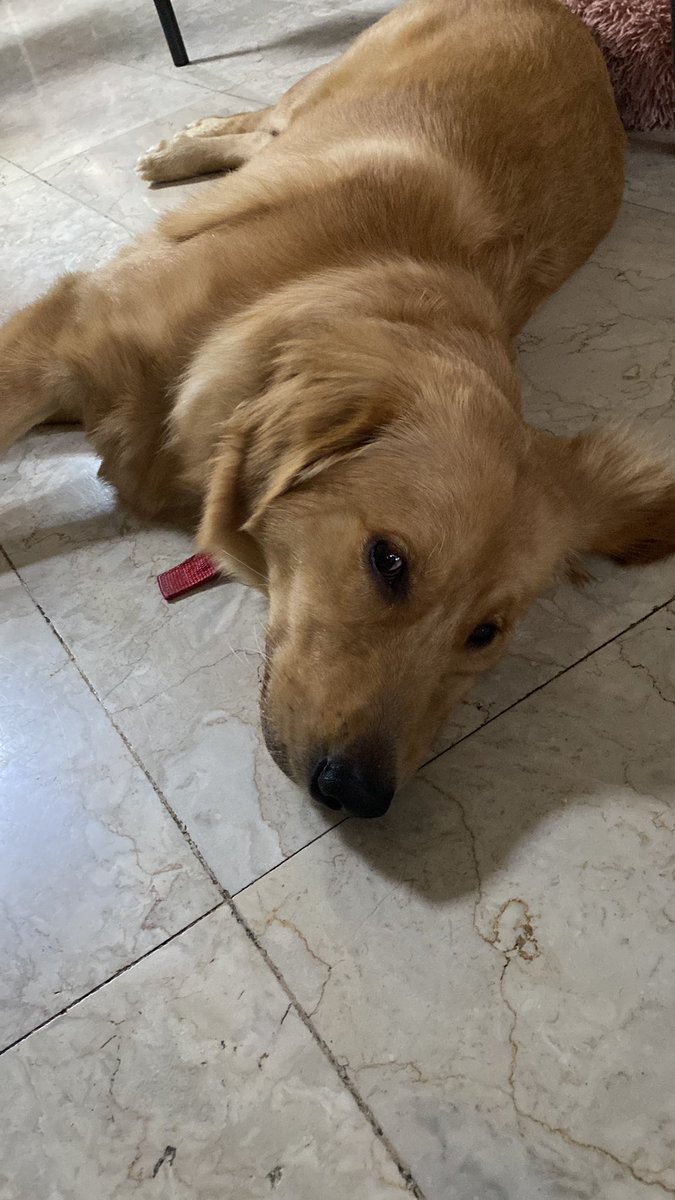 itisapatination's tweet photo. Daddy: Si Gladys, si Gladys nandiyan na ba?

Me: Huh? Sino si Gladys? 🫤

Daddy: si Goldy pala. Nakapasok na ba? (Asking about our dog if nakapasok na ba ng bahay)

Gladys este Goldy just minding her own business: https://t.co/gzXNdZaBFk