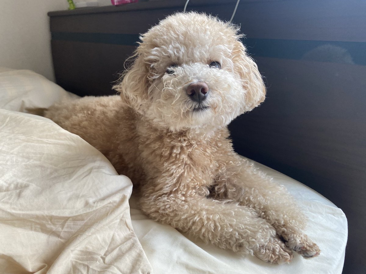 monatanmonatan's tweet photo. いぬっころの眠いです〜って顔がたまらない。。なぜそんなにかわいい？

#トイプードル
#犬 https://t.co/wl38aWqNf1