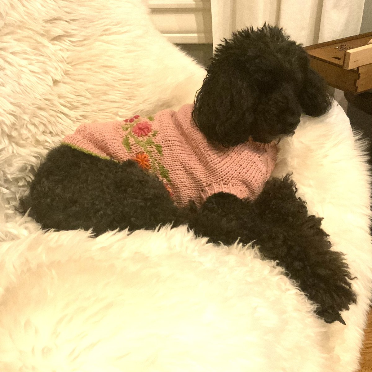 TXleeann's tweet photo. @knittaphd And wearing a knit! https://t.co/5RsVoP1pXp