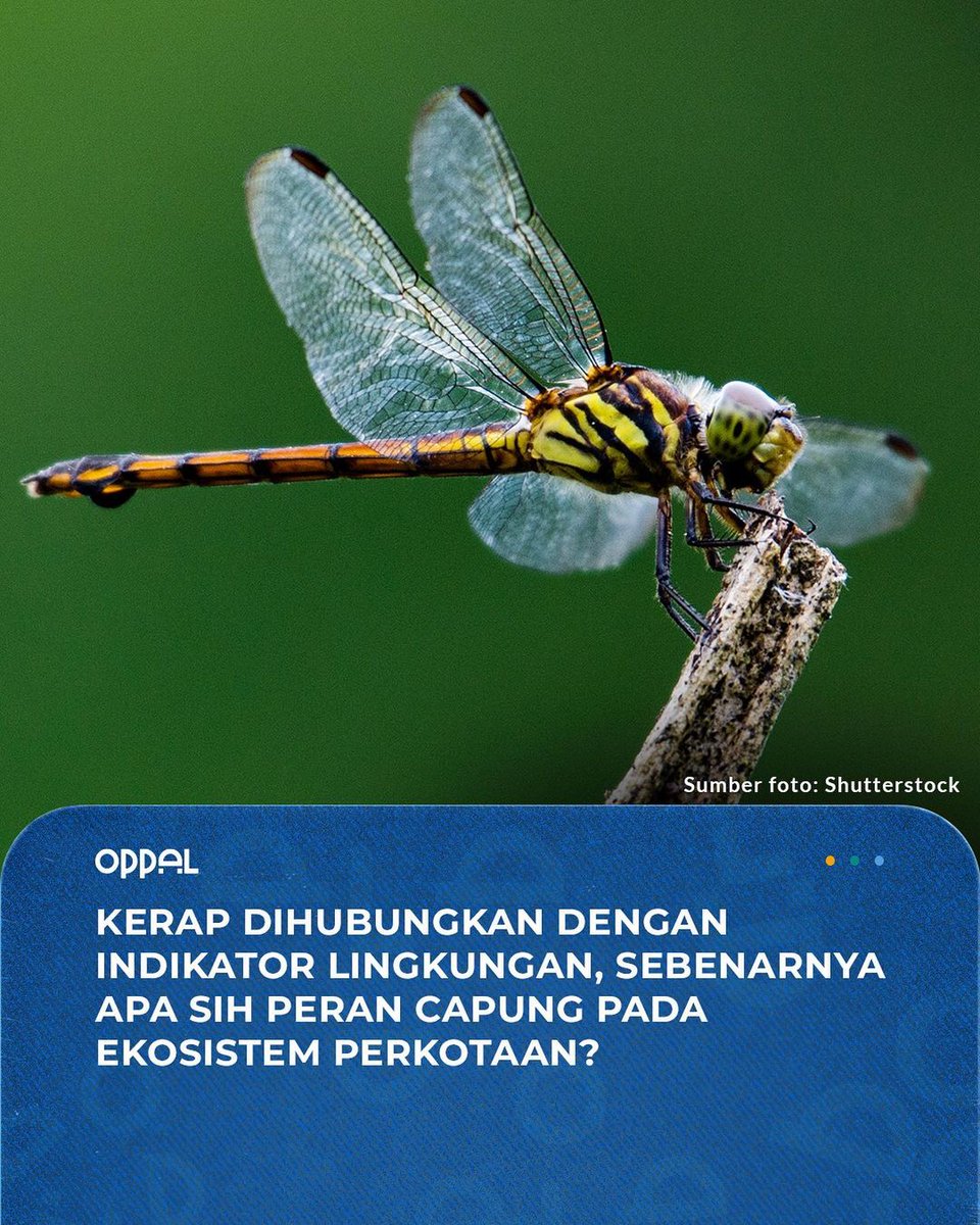 oppal_id's tweet image. Meski hanya serangga kecil, ternyata capung memiliki peran yang besar banget untuk lingkungan lho, gengs! Salah satunya yakni sebagai indikator kondisi lingkungan sekitar

#oppal #kondisilingkungan #indikatorlingkungbersih #populasicapung #lingkunganjakarta