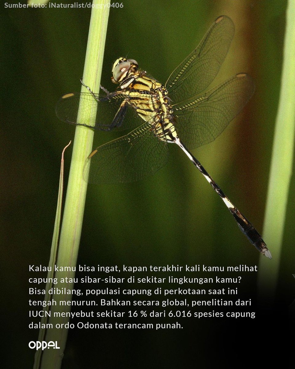 oppal_id's tweet image. Meski hanya serangga kecil, ternyata capung memiliki peran yang besar banget untuk lingkungan lho, gengs! Salah satunya yakni sebagai indikator kondisi lingkungan sekitar

#oppal #kondisilingkungan #indikatorlingkungbersih #populasicapung #lingkunganjakarta