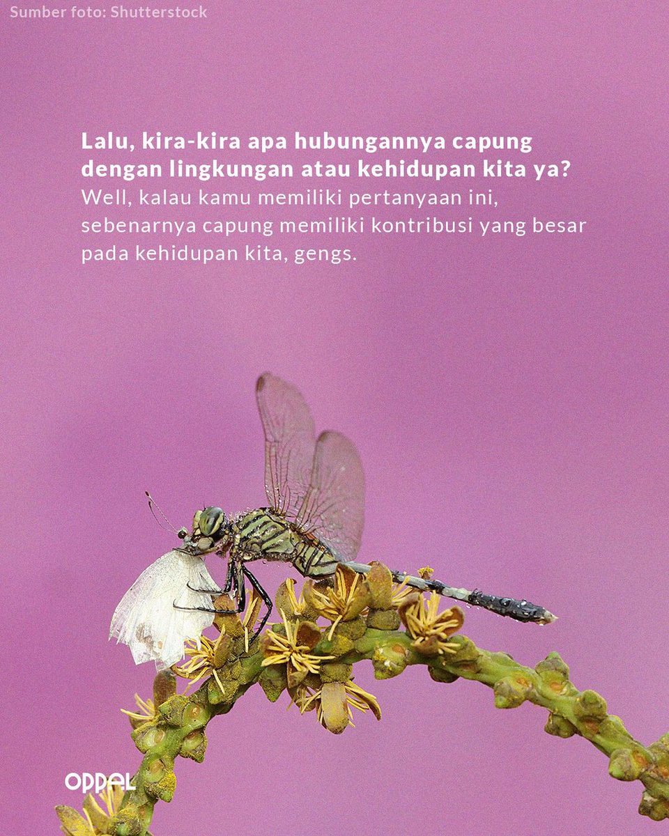oppal_id's tweet image. Meski hanya serangga kecil, ternyata capung memiliki peran yang besar banget untuk lingkungan lho, gengs! Salah satunya yakni sebagai indikator kondisi lingkungan sekitar

#oppal #kondisilingkungan #indikatorlingkungbersih #populasicapung #lingkunganjakarta