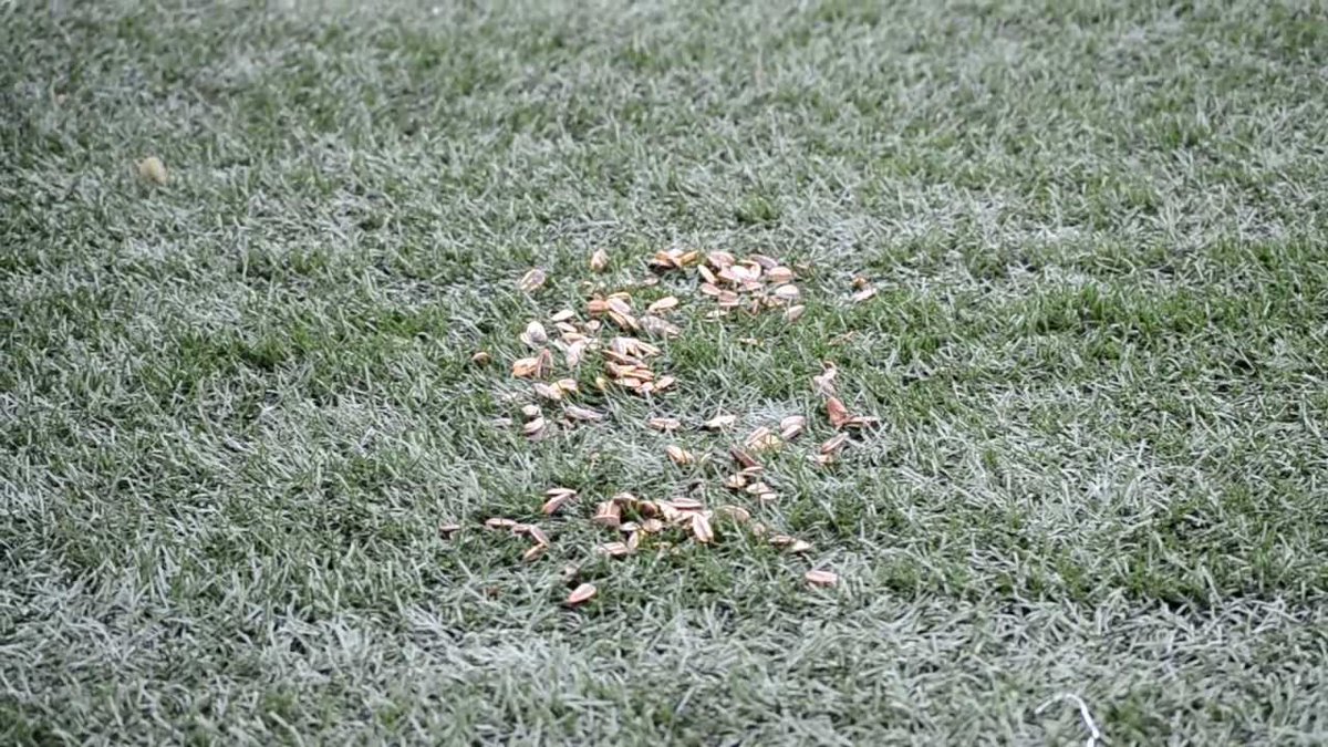 Jeremy Leblanc tweet media