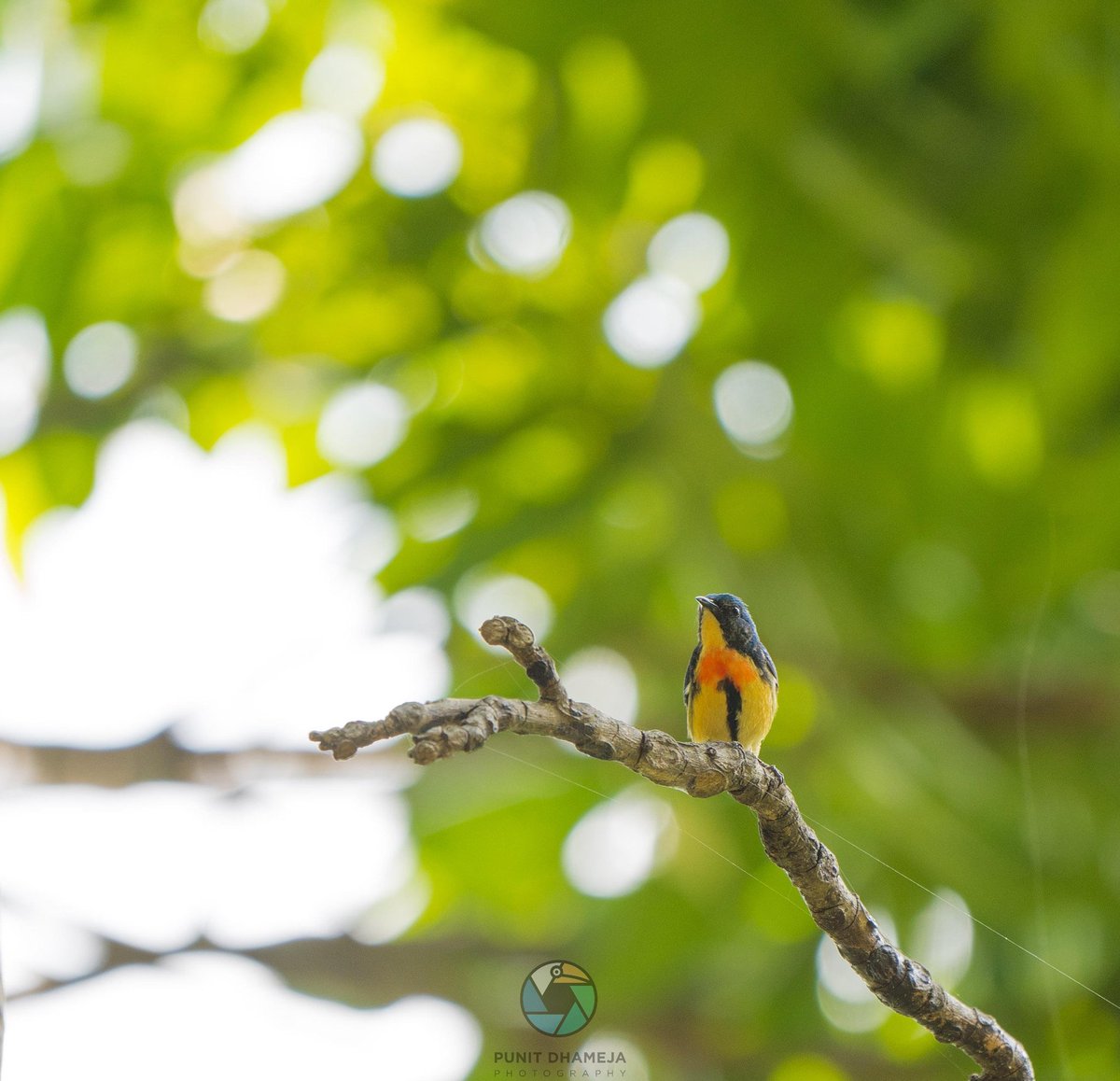 Fire in the woods with Fire Breasted Flowerpecker for #VIBGYORinNature by #IndiAves 
#natgeoindia
#ThePhotoHour 
#BirdsSeenIn2023 
#BBCWildlifePOTD 
#birdphotography 
#birdwatching 
#naturelovers 
#wildlifephotography