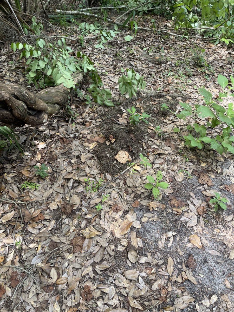 Afro_Herper's tweet photo. You’re searching for a broadheaded skink. In some places the juveniles of them and the 5 lined skink are referred to as “scorpions” due to a false belief they have a venomous sting. What other wives tales do you know about herps? Can you #FindThatLizard?

📸: @HallenAdams https://t.co/maWdwk1xsF