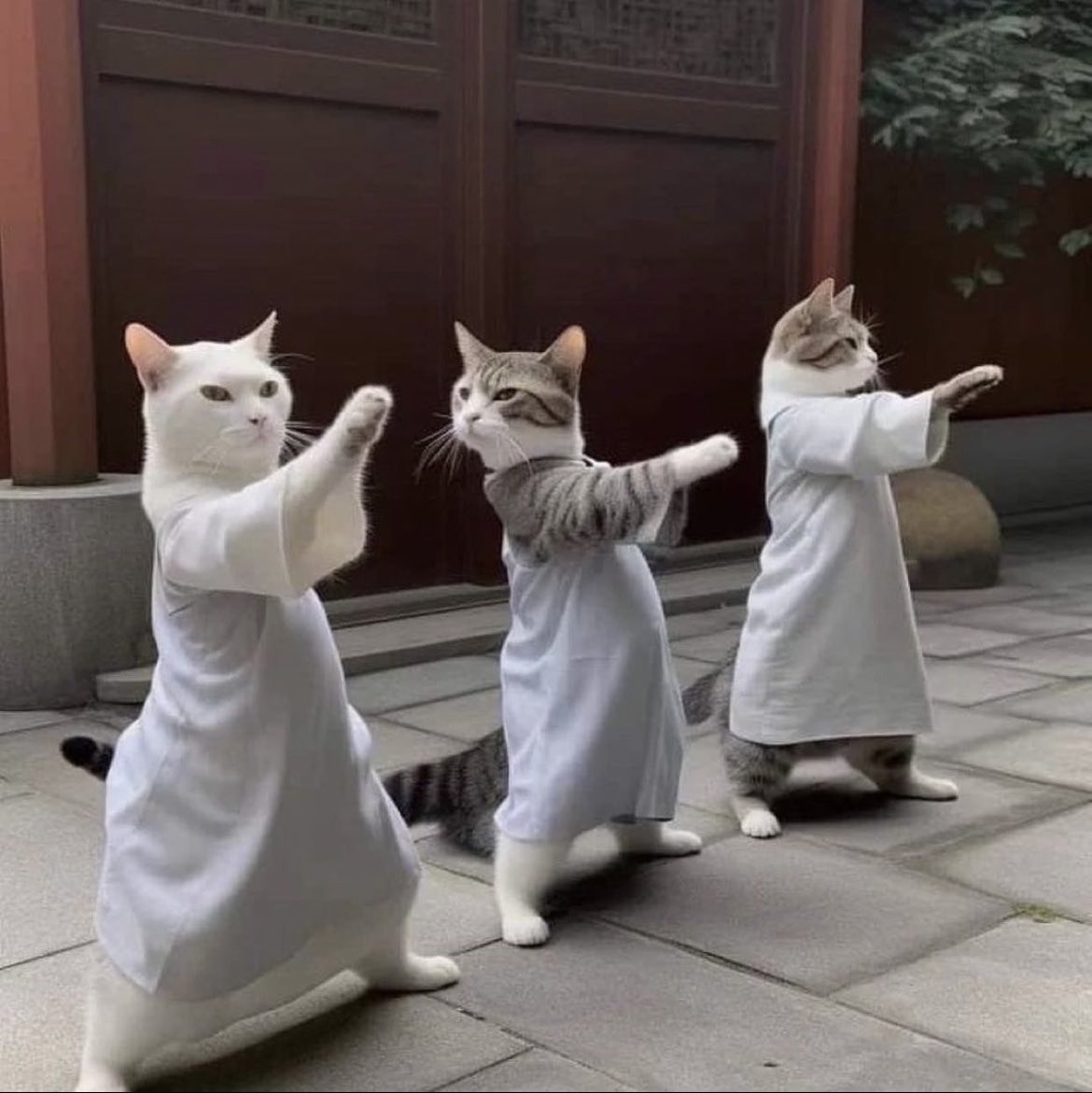 kochengfs's tweet photo. Lagi latihan kungfu buat ngadepin babu yang galak sama telat ngasih mam buat aku 🐈 https://t.co/RWfdjzQjDa