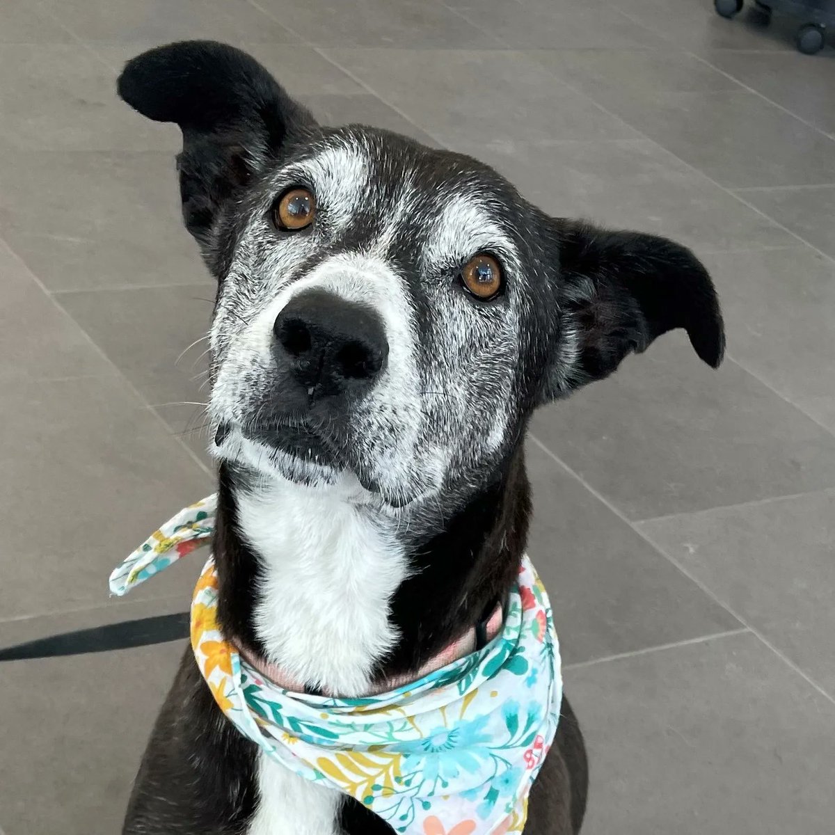AggielandHumane's tweet photo. 5 REASONS TO ADOPT A SENIOR PET:
1 Their gentle &amp; mellow nature
2 Lower energy levels
3 Many have already socialized w humans &amp; other pets
4 Unconditional love
5 YOU ARE SAVING A LIFE!
Convinced to adopt a senior pet? How about Roly Poly! Learn more here: https://t.co/wunJiflDAc https://t.co/cNQZEwoL9L