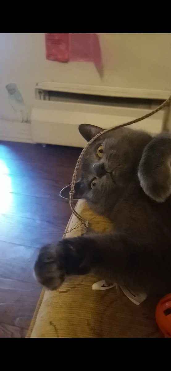fred_upstairs's tweet photo. look at my cat 🔫 https://t.co/uwgvm4zvP1