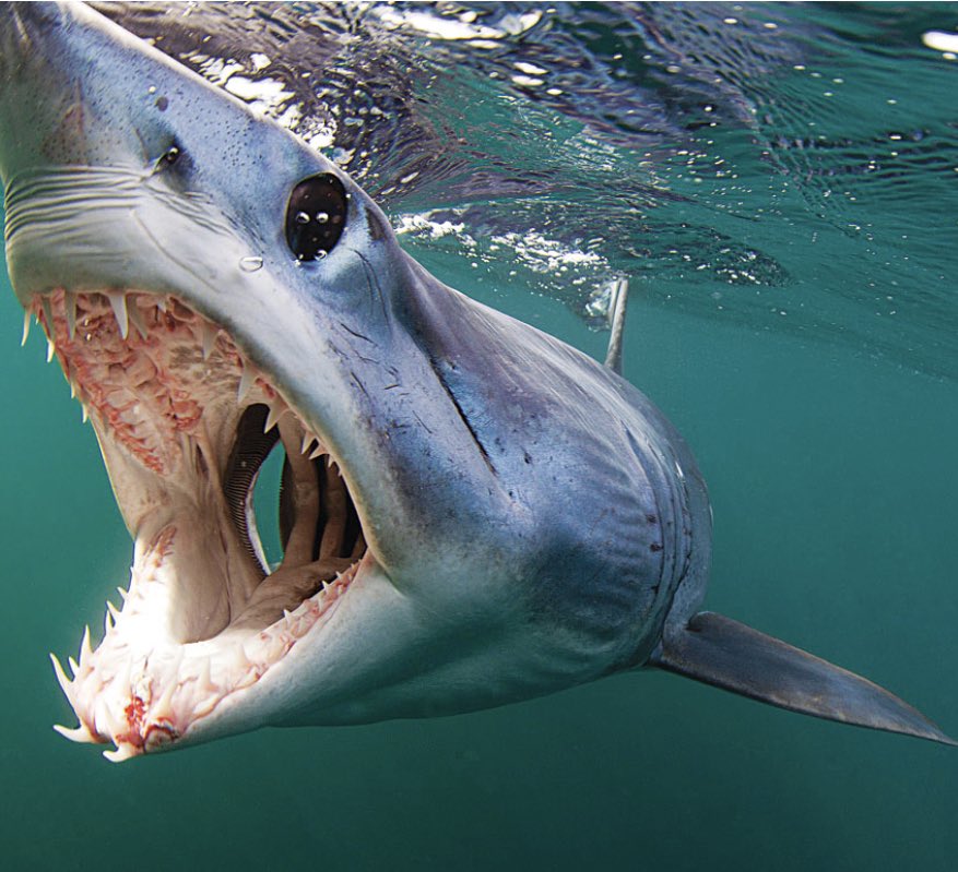 riechen Sie das Edelweiß on Twitter "Mako shark a very large overly aggressive mackerel