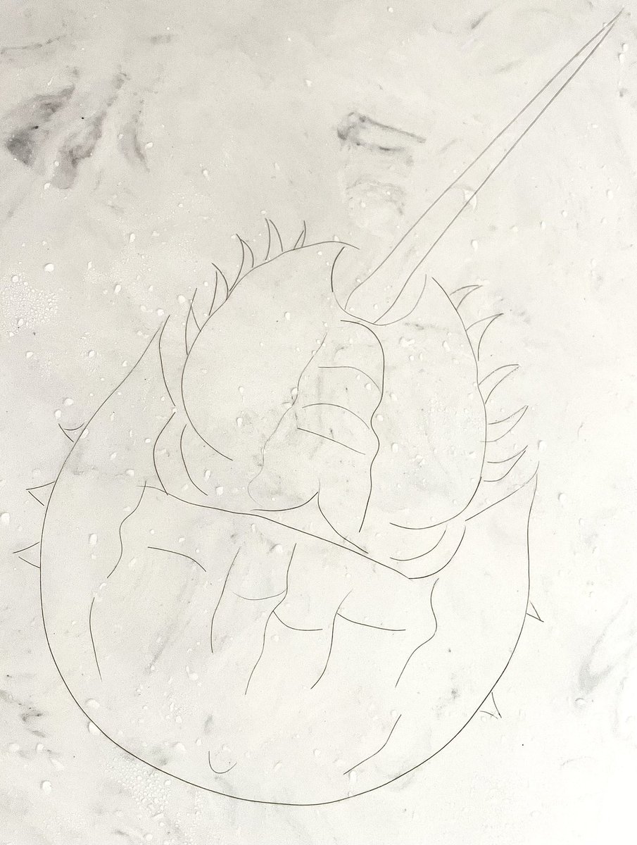 Horseshoe crabs are living fossils (existed 445+ million years), not true crabs (closer to spiders/ticks), and have remarkable bright blue blood with antibacterial properties. Shower Hair Masterpiece #565. “Horseshoe Crab” #ShowerHairMasterpiece #InternationalHorseshoeCrabDay