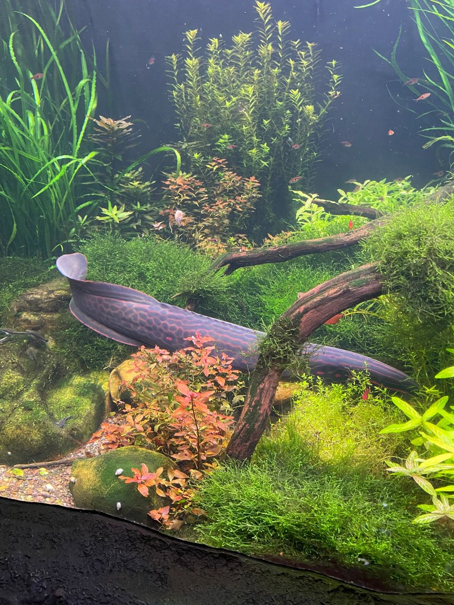 dafafa466375's tweet photo. I went to the aquarium in San Francisco today, when you look up in the aquarium, you will have a whole new world

#San Francisco#gorgeous aquarium# https://t.co/4FrFUuYdZi