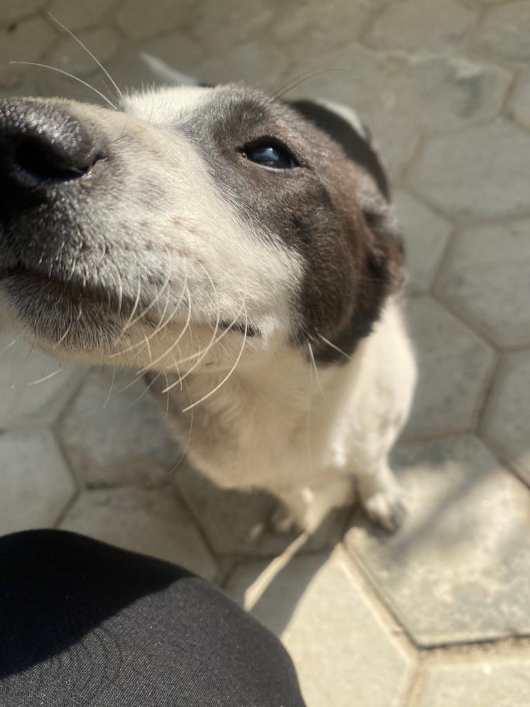 303himanshu's tweet photo. Share a photo of street dogs you have in your gallery ❤️.🐶.🌻

#streetdogs #dog #Titan #TitanicRescue https://t.co/tDFqzGQcE3