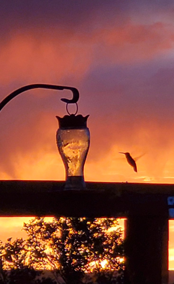 Hummingbird at sunset. Placitas, NM. Summer solstice.
