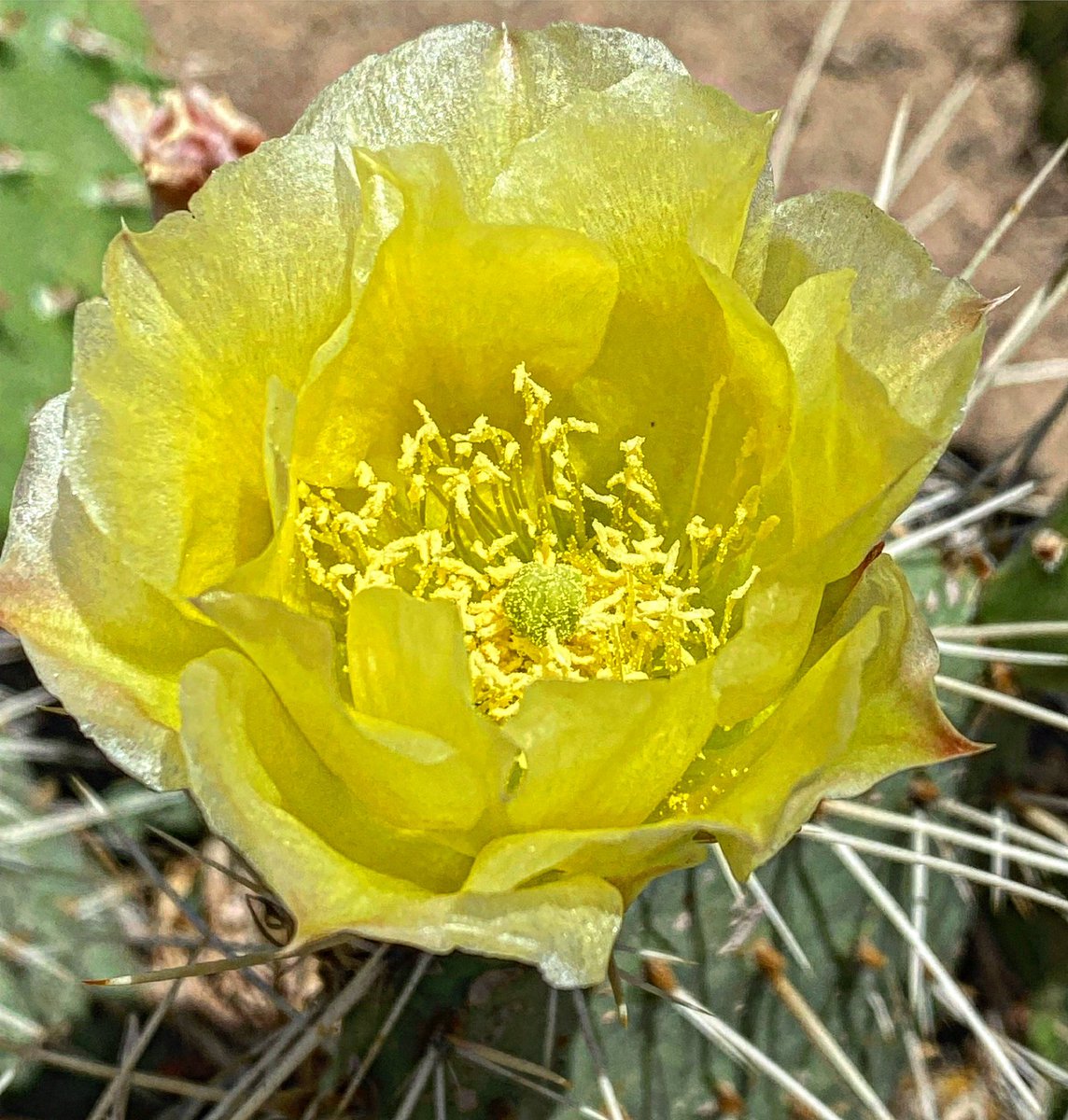 Something beautiful for this day: Prickly pear cactus flower, Yakima, Washington (June 2023).