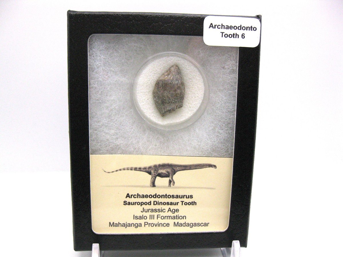 indiana9fossils's tweet image. Lapparentosaurus is a genus of sauropod dinosaur from the Middle Jurassic.

To learn more information go to 
prehistoricfossils.com/product/archae…

#dinosaur #dinosaurtooth #dinosaurteeth #sauropod #lapparentosaurus #jurassic #fossils #fossilsforsale #fossilfinds #fyp #PrehistoricFossils #FYP