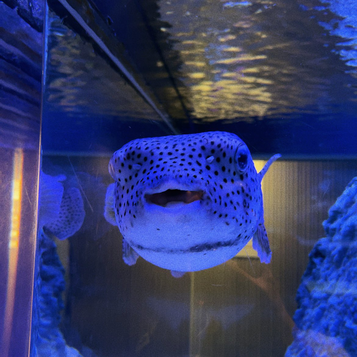 conerudoll's tweet photo. サカバンバスピスがかわいいと話題ですが、
すみだ水族館のねずみふぐ🐡もかわいいですよ❤️
ikkAさん（@cafeikkA ）で開催中のすみだクリエイターズクラブTシャツ展2023で販売中ですー。 https://t.co/uz2Nz6Ocx7