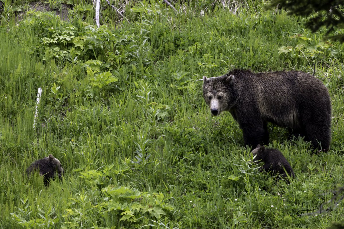 Loon160T's tweet photo. Mother Grizzly and Her Cubs
#yellowstonenationalpark #yellowstone #grizzly #bear #nature #wildanimals #Canon #r5 #reallyrightstuff #lightroom https://t.co/tQhxGfSuve