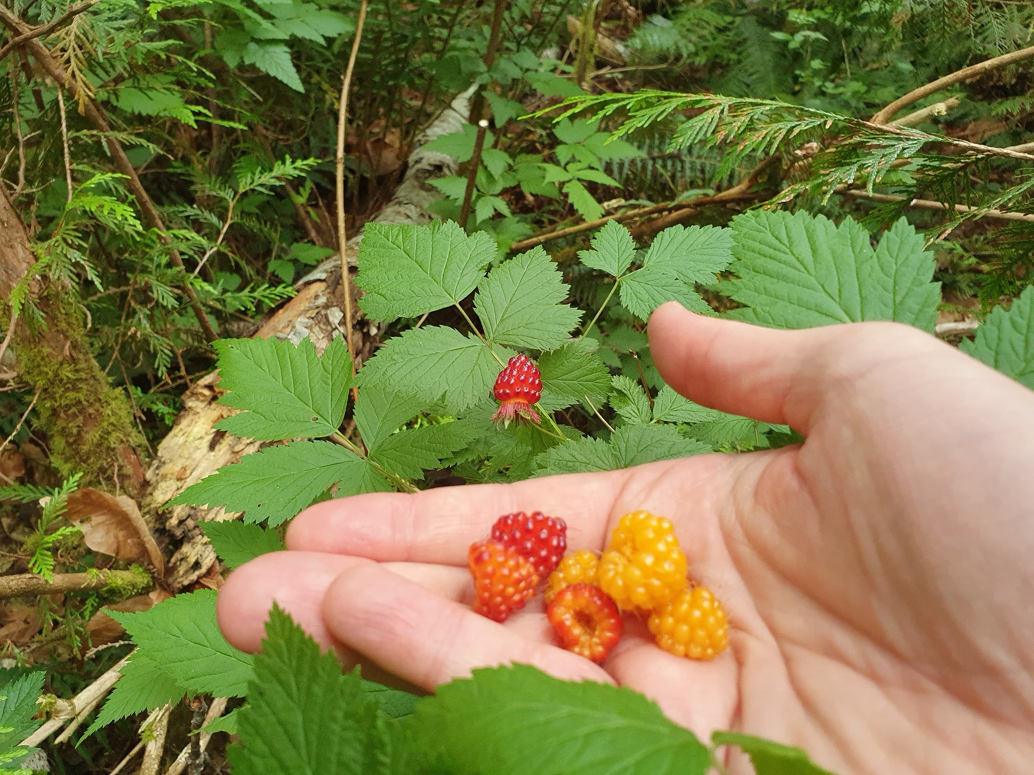 Tim James on Twitter "Salmonberry is edible, and tastes nothing like