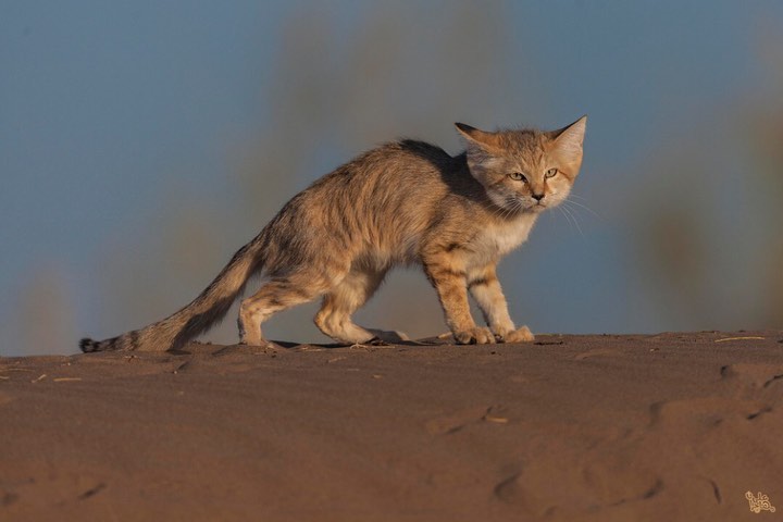 De Tomaso Panera On Twitter RT sandcatbot Https t co CNpFKTLOaH 
