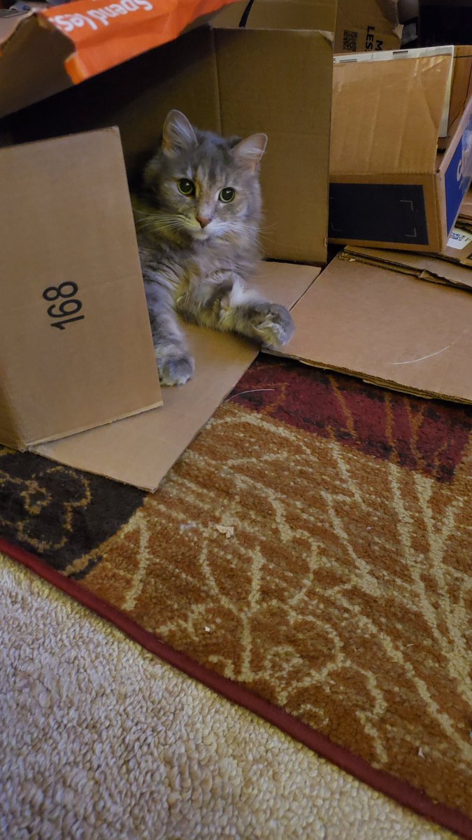 MissPuskar's tweet photo. Sasha helping break down boxes for recycling. She would run and slide on the stacked piles like she was surfing or skiing. Then she'd hop off and pose like: "Ta da!" Never a dull moment with fur babies around. 😄♥️🐾
#CatsOfTwitter #diva #superfluff #AdoptDontShop #cats https://t.co/eQ0Nvg4qs9
