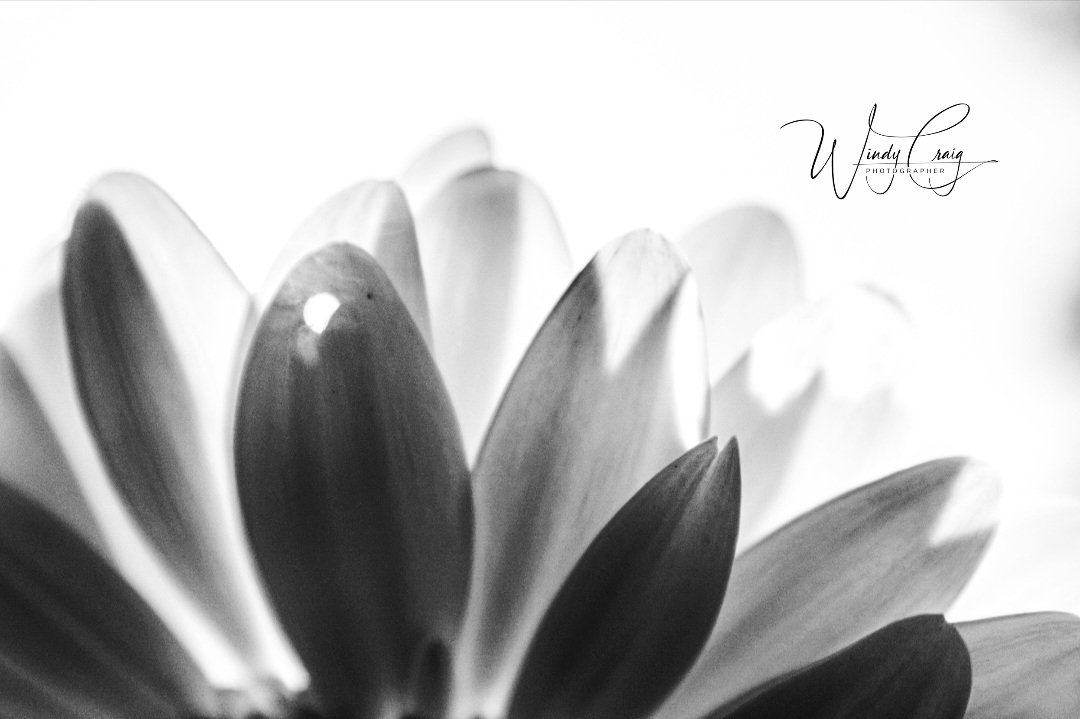 Black and white daisy petals

etsy.com/listing/150859…

#BlackAndWhite 
#Flowers 
#AYearForArt 
#ArtMatters 
#photography 
#photo 
#prints 
#BuyIntoArt 
#GiftIdeas 
#WallArt 
#windycraig