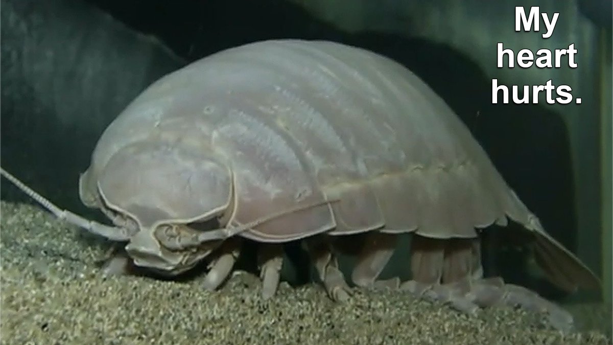 IsopodBot's tweet image. It's real isopod hours