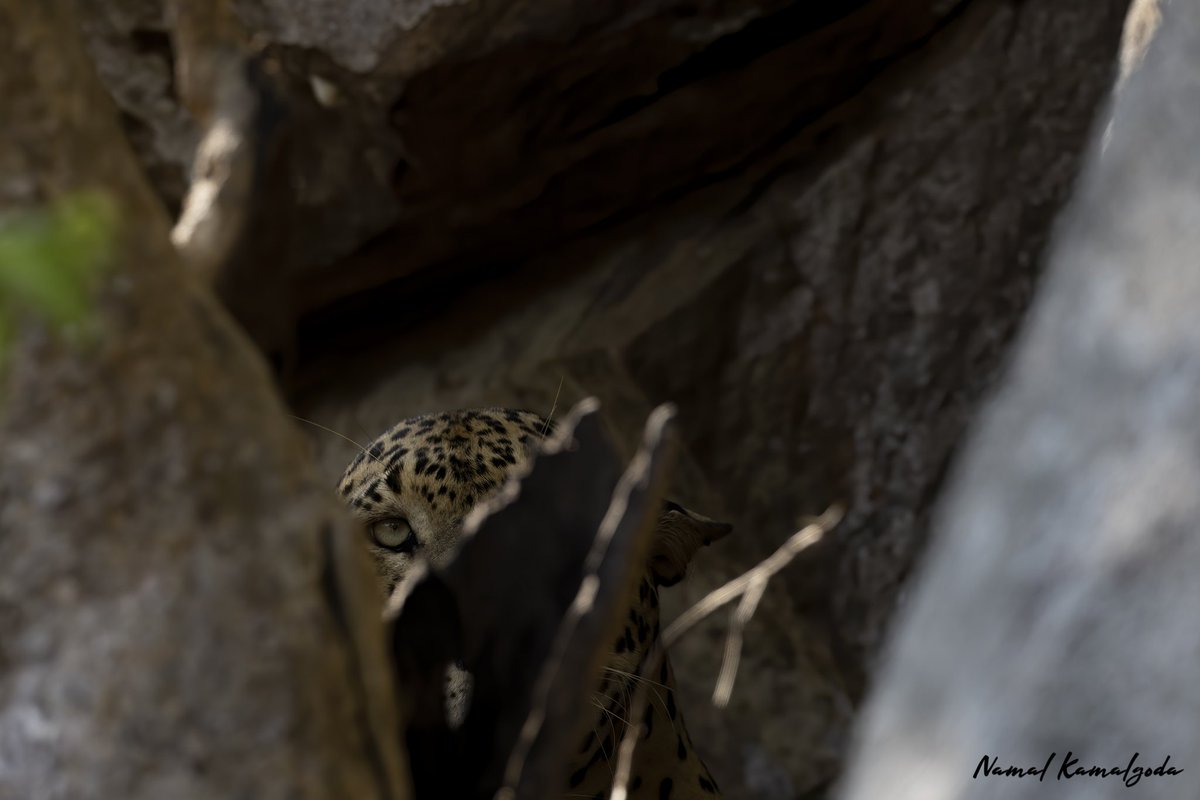 I hope you didn't see me.

#srilanka #travel #srilankansafari #travelsrilanka #kumana #WildlifePhotography #travelphotography #travelgram #leopard #bigcat #leopardsoftheworld #nature #safari #natgeo #natgeowild #canonwildlife #visitsrilanka #zero3images #lenscoat