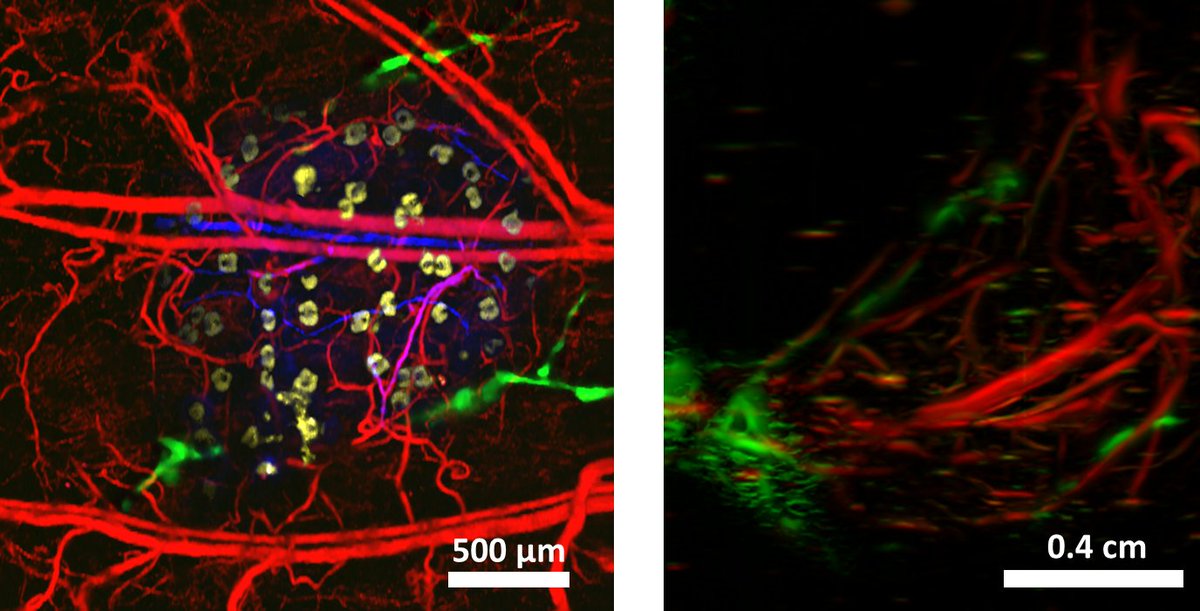 khadriaa's tweet photo. Beautiful photoacoustic images of a mouse ear and a leg showing multiple organs such as lymphatics, blood vessels, and nerves. #FluorescenceFriday #Microscopy https://t.co/MbPqu3Bh0S
