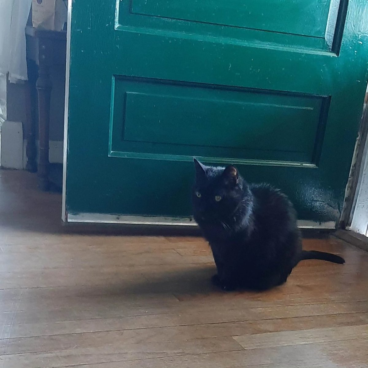 Dustpaw227's tweet photo. Tonight I lost my daisy and I feel so lost with out her. I will always love you daisy and you were the best thing that happened to me in such a rough time in my life I will miss you so much https://t.co/BUrLei2GfQ