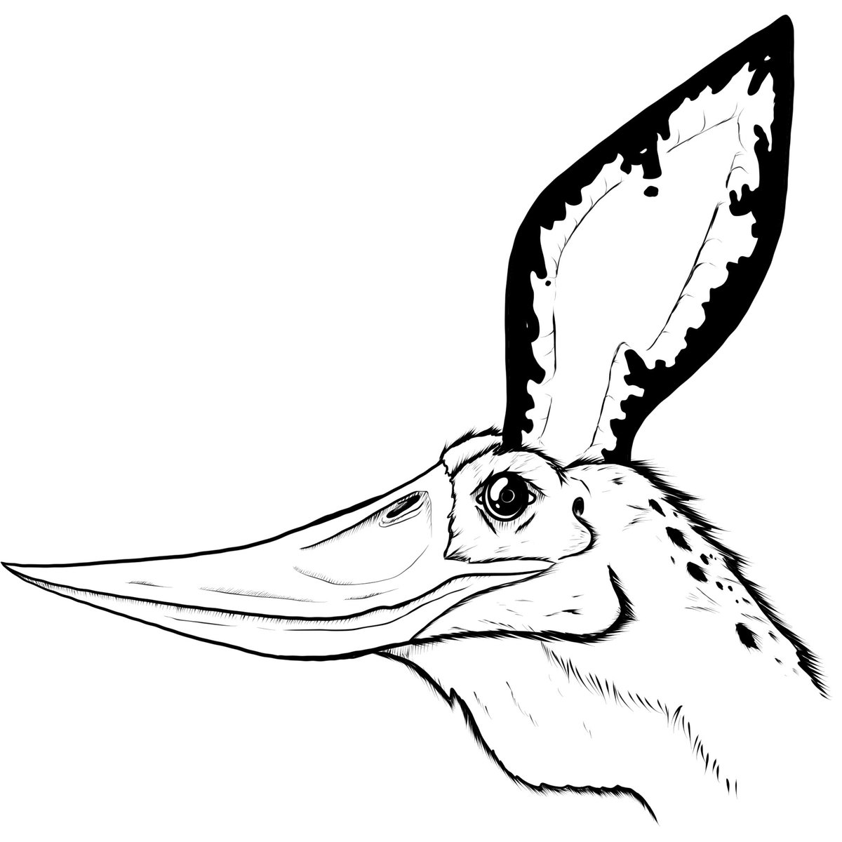Pteranodon Sternbergi for day 21 of #dinosaurmonth #JurassicJune