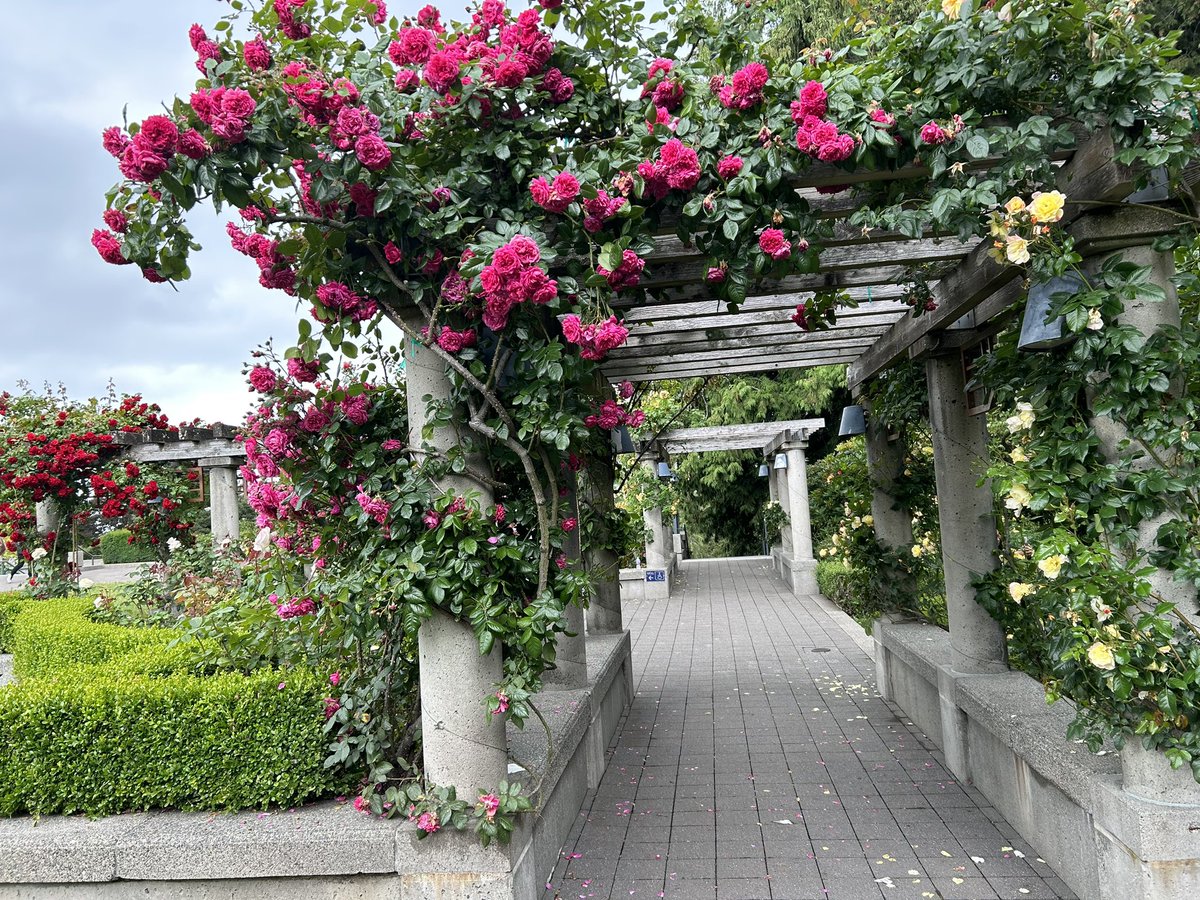 FakheranSima's tweet photo. My First day of First #Summer in Canada, @UBC #Rose_Garden
#IndigenousPeopleDay
#vancouver #visual_diaries https://t.co/98CdlQMj6c