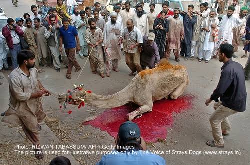 kuldeep0401's tweet photo. #SaveCamel
#WorldCamelDay
@ashokgehlot51 please ban on camel meat , on the occasion of Eid in so many places in Rajasthan it will happen.
Make a strict law 🙏🙏🙏😞😞😞
@narendramodi @PMOIndia @HMOIndia https://t.co/PNOaJiQ9Hn